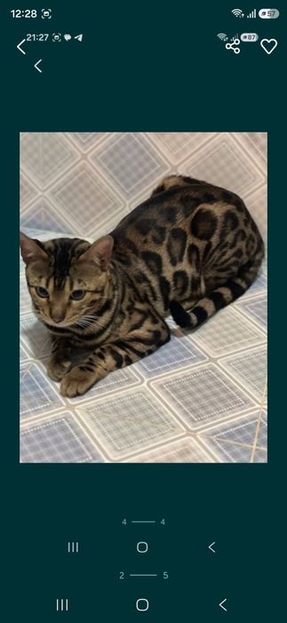 Бенгальский кот и котята