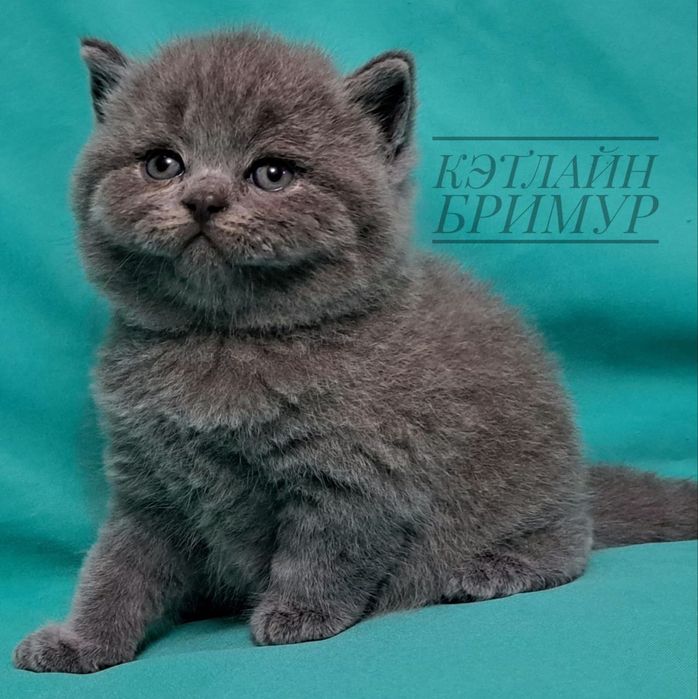 Британские котята!  Питомник!