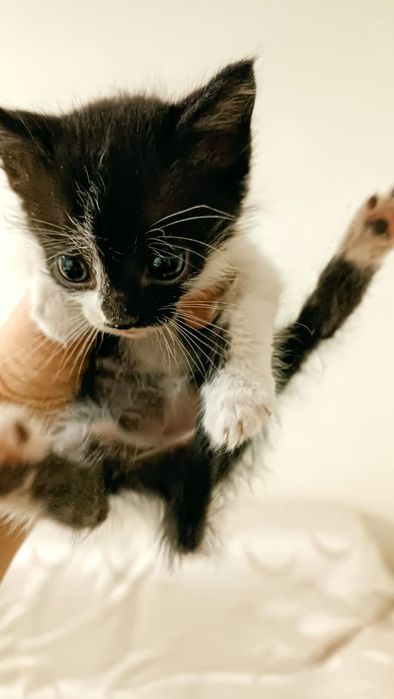 Милые дворянских кровей малютки