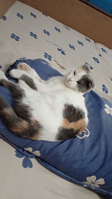 Отдам вислоухую шотландскую кошечку