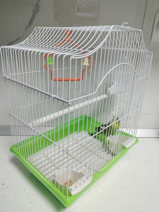 Papagal peruși - puiuți