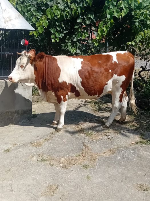 Vițea bălțată românească gestantă în 6 luni
