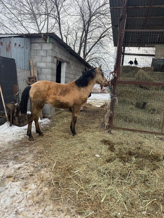 Продам жеребцов 2.5 года