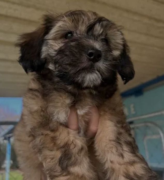 Bichon havanez fetiță  450 lei