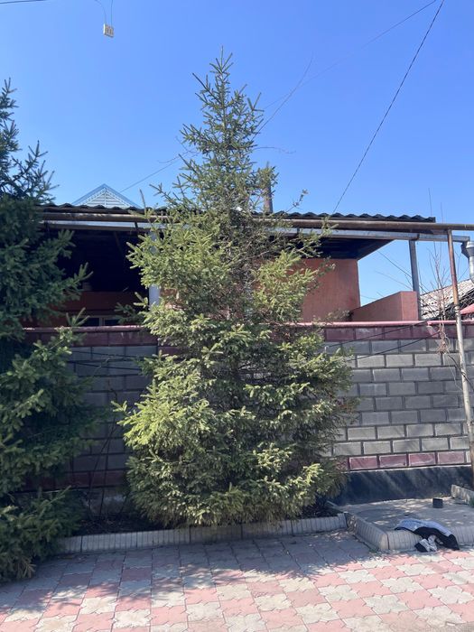 Срочно продам елки ‼️