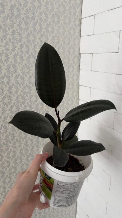 Фикус абиджан абиджан