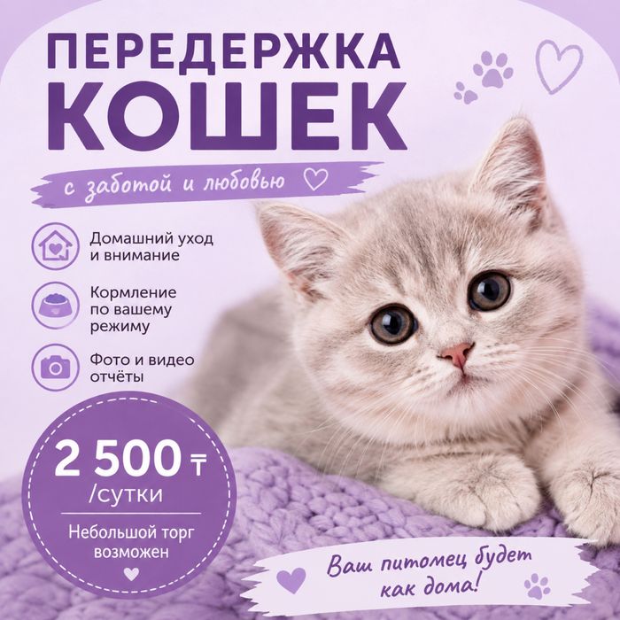 Домашняя передержка кошек | Забота и уход | 2 500 ₸/сутки
