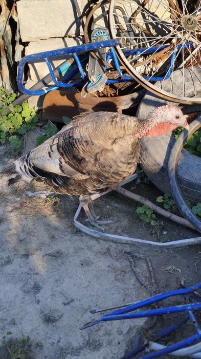 Продам индюшат с индюшками