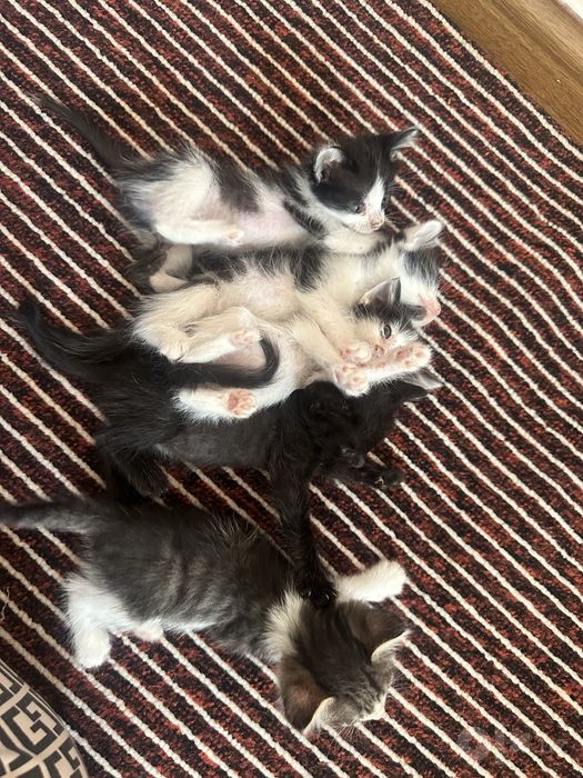 Котята 2 месяца
