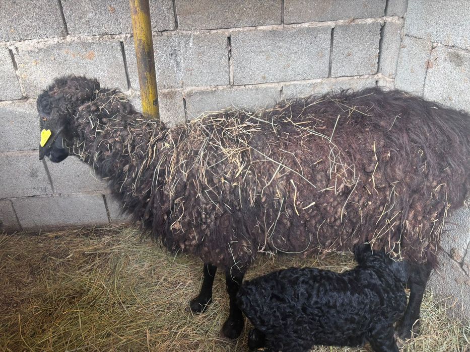 Қой сатылады.      .