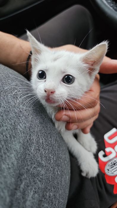 Котенце Бяло мъжко