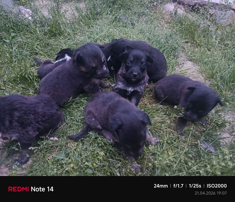 Щенки Алабая и немецкой овчарки