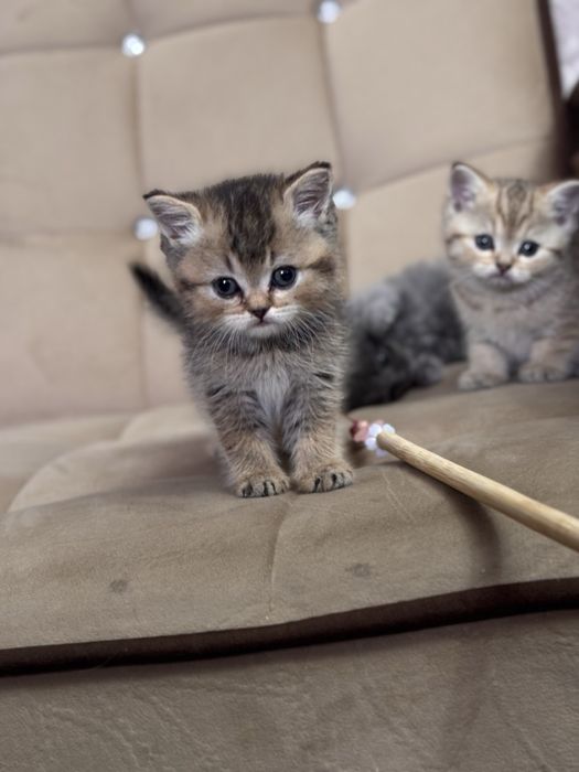 Золотая шиншила продается срочно N11