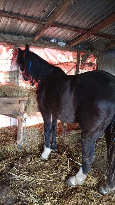 Vând iapa una la alegere