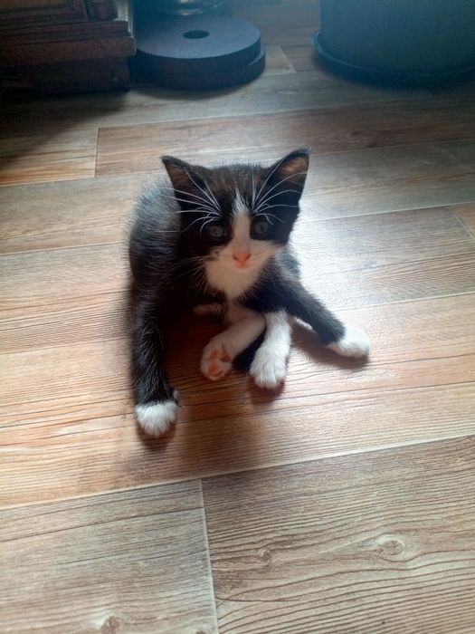 Отдам в добрые руки котят