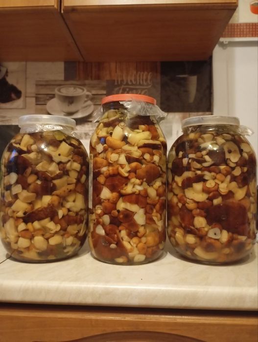 Продам грибы валуи