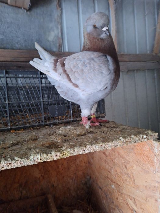 Vand o pereche porumbei kingi