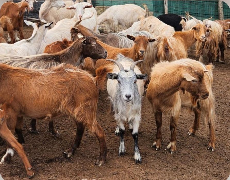 Vând turmă de capre