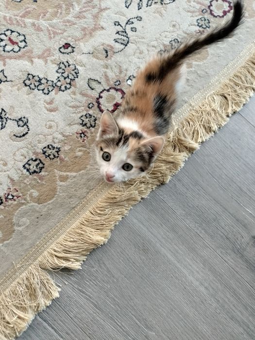 Отдам котенка в хорошие руки