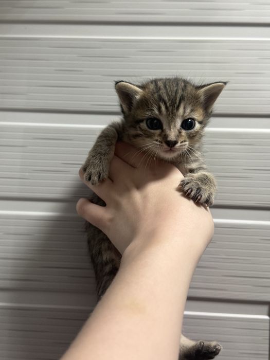 Котята бесплатно