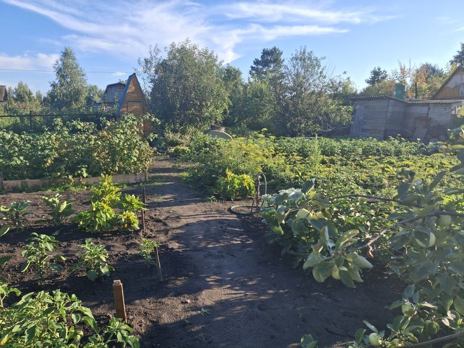 Продам дачу в с/о Буревестник