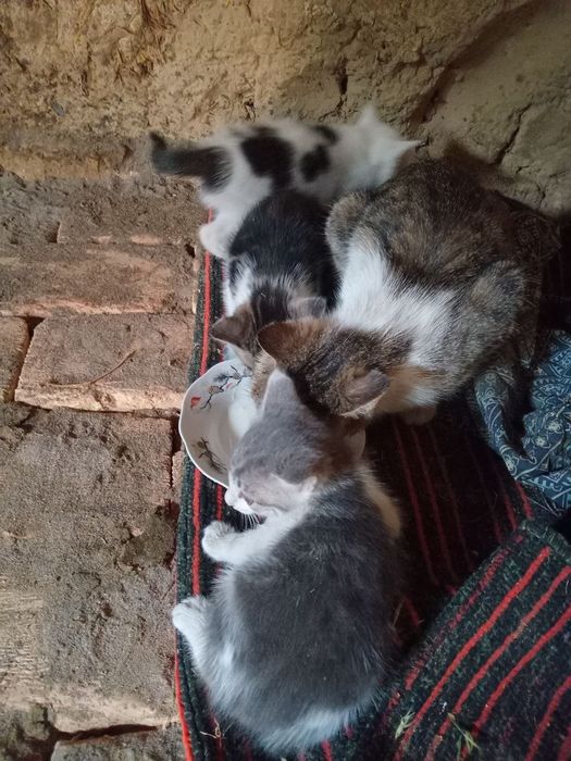 Отдам котят в хорошие руки домашние два мальчика одна девочка возраст