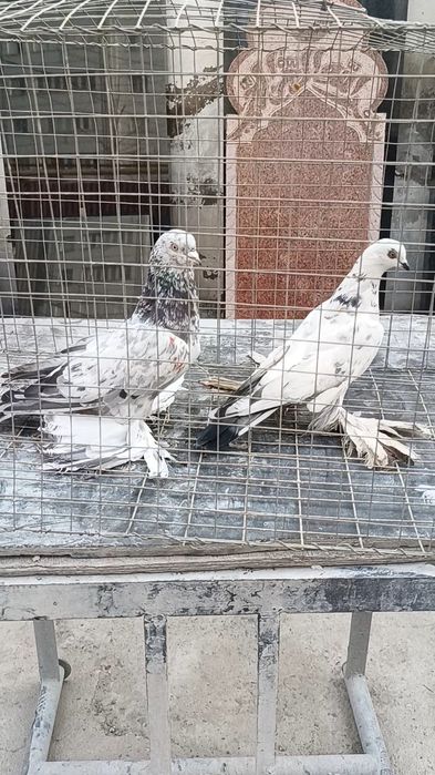 Голуби челкарь и сочиха