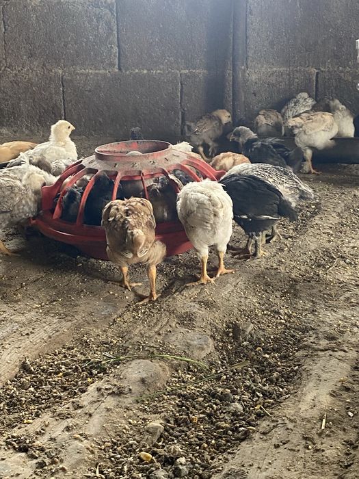 Продам цыплят домашние