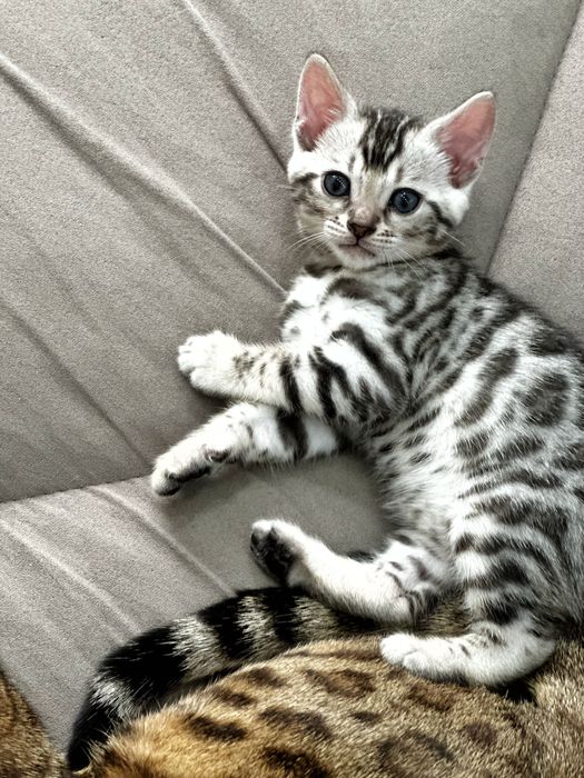 Продается котенок бенгал