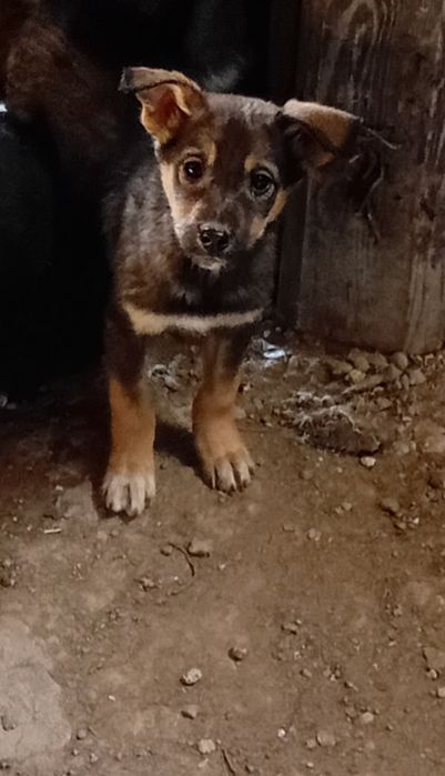 Отдам в хорошие руки