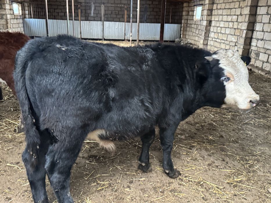 Еркек баспақ сатылады