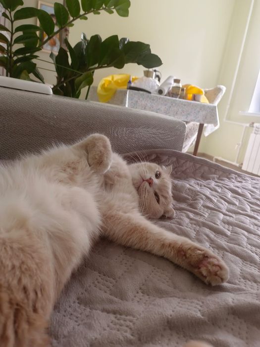 Отдам бесплатно кота