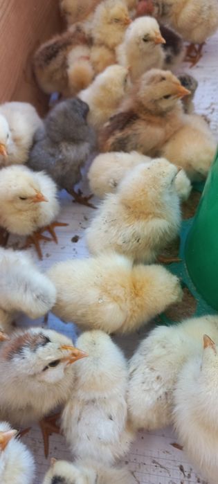 Продам цыплят разные пород