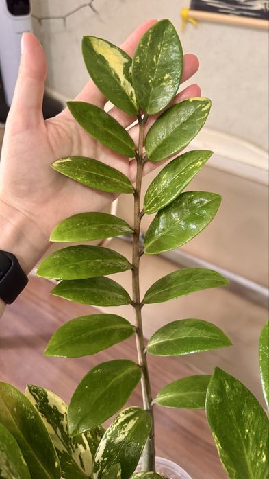 Замиакулькас вариегатный