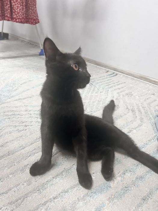 Отдам кота в хорошие добрые руки