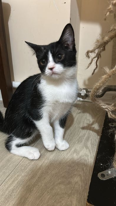 Ищем добрые руки