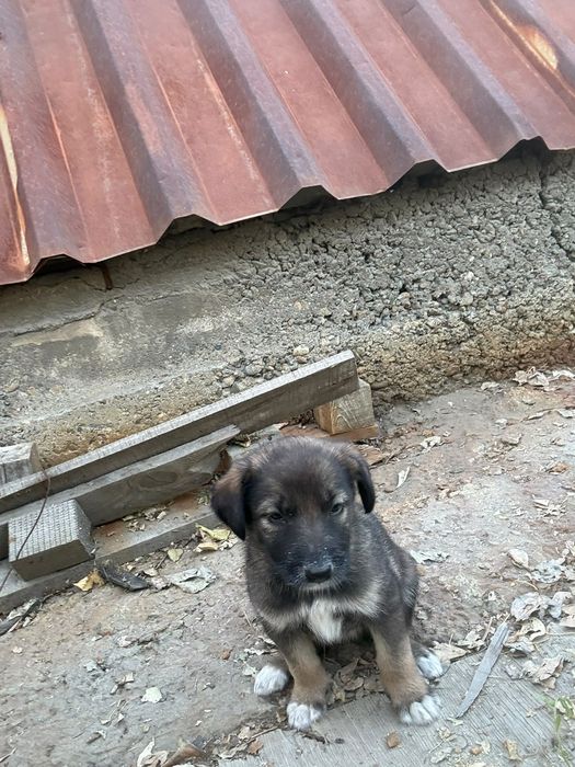 Отдам щенка в добрые руки
