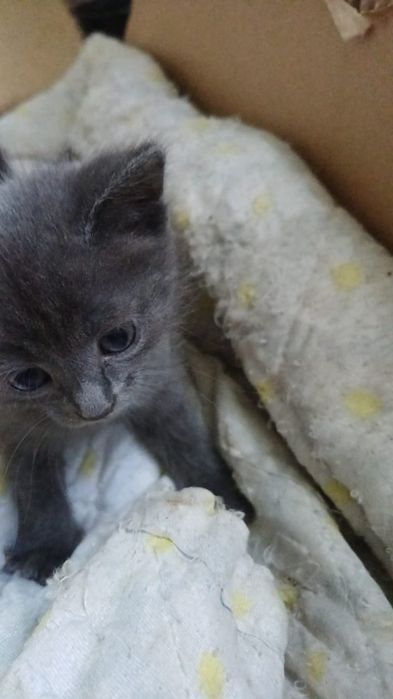 Отдам котят в добрые руки