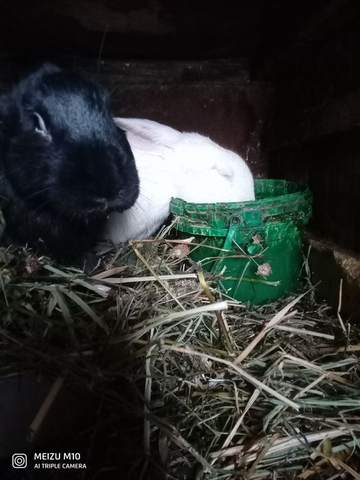 Кролики один самец две самки