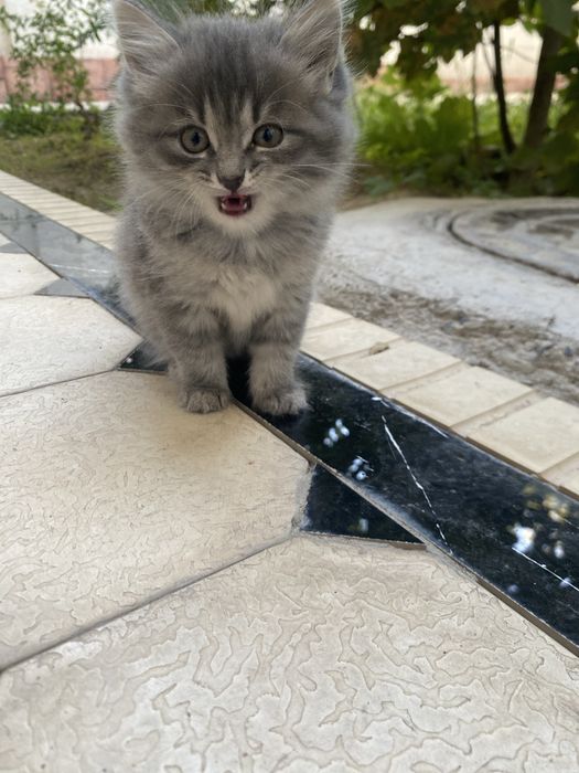 Кошка продоётся