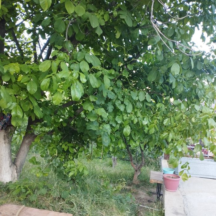 Продаю дачу в горах!