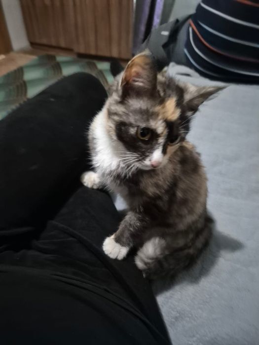 Бесплатно кошелка