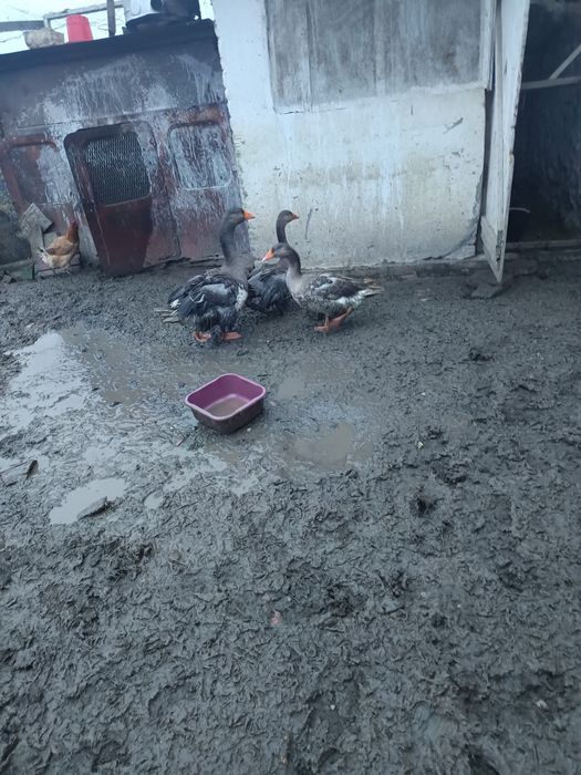 Vând familie de gâște