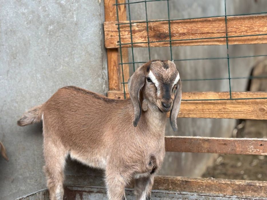 SROCHNO!!!Yosh takalar sotiladi