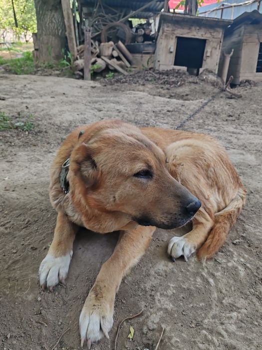 Отдам в добрые руки