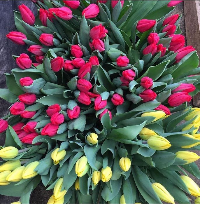 Тюльпан, Тюльпаны на 8 марта