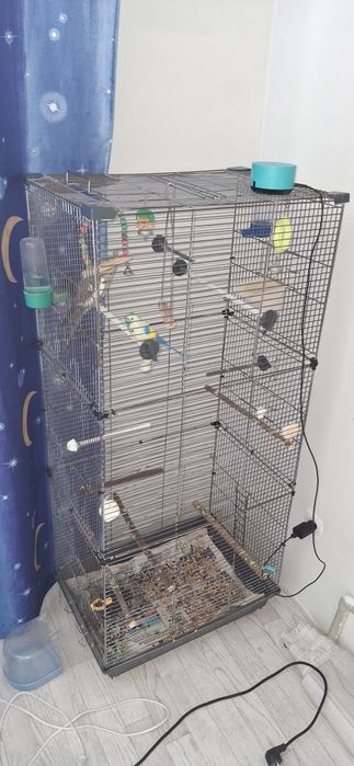 Попугай Корелла )