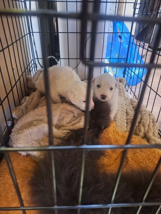 Отдам Щенят в Добрые Руки!