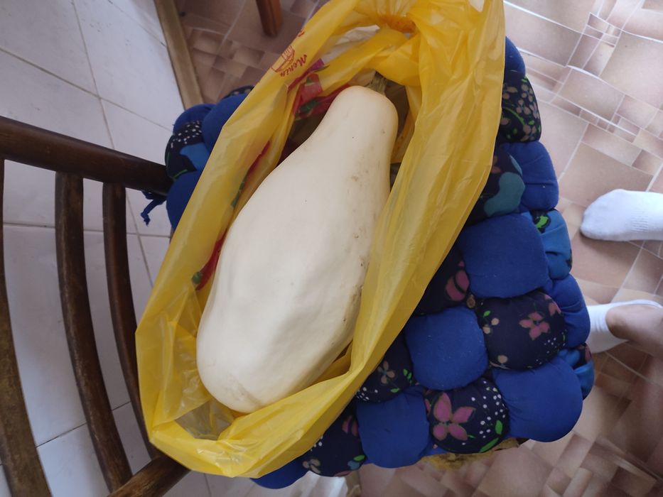 Продам дачный кабачок.