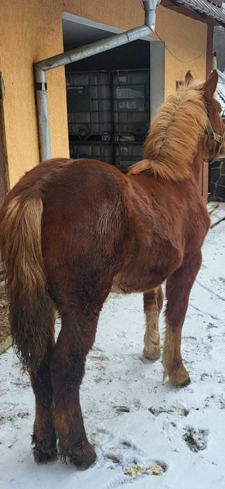 Vand manza de 7 luni